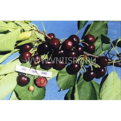 Дар изобилия