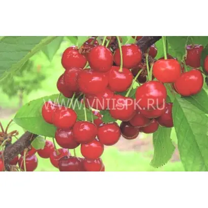 Донецкий уголек