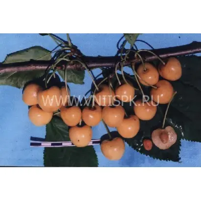 Дрогана жёлтая