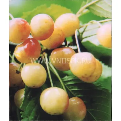 Золотухинская