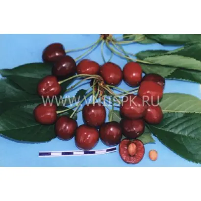 Кавказская улучшенная