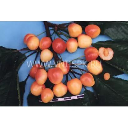 Краса Кубани