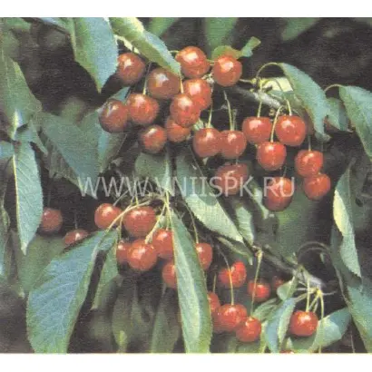 Краснодарская ранняя