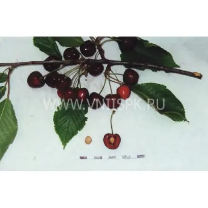 Любимица Корвацкого