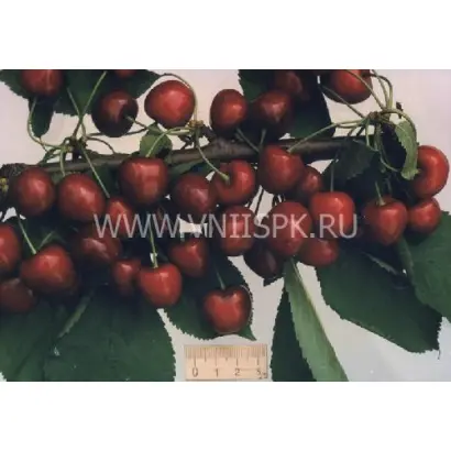 Мелитопольская чёрная