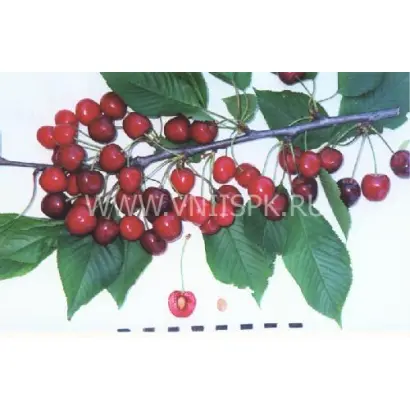 Наполеон черная