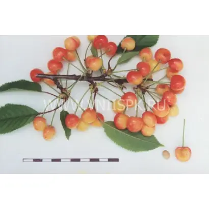 Орловская розовая