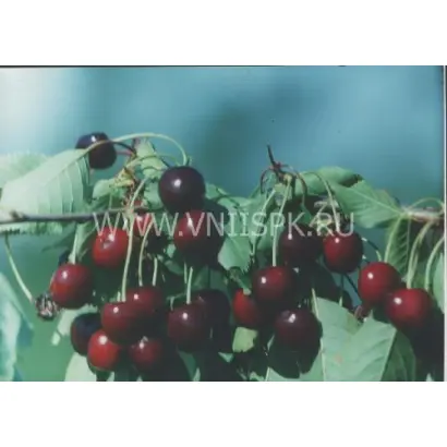 Памяти Чернышевского