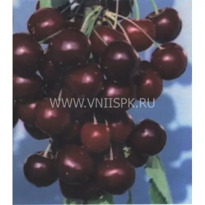 Память о Кайсыне