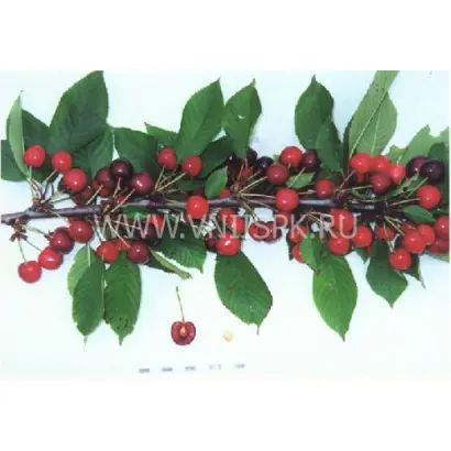 Память Покровской