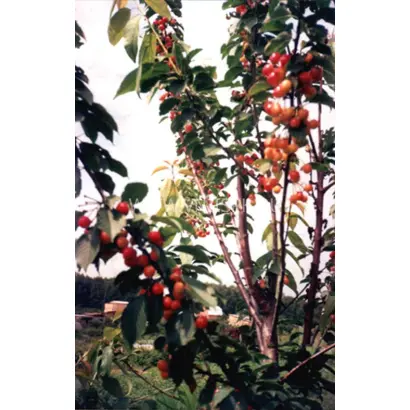 Подарок Рязани