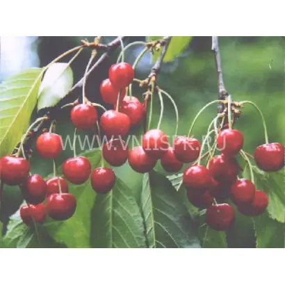 Придонская