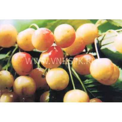 Приусадебная желтая