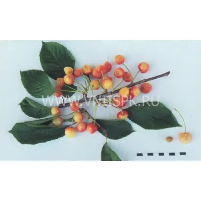 Ранняя розовая