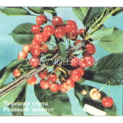 Розовый жемчуг