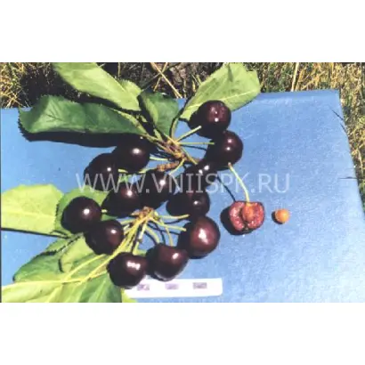 Рубиновая Кубани