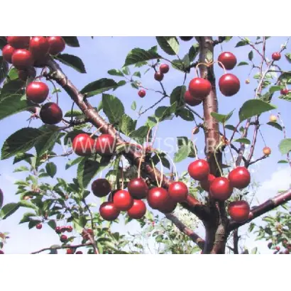 Рубиновая Никитина