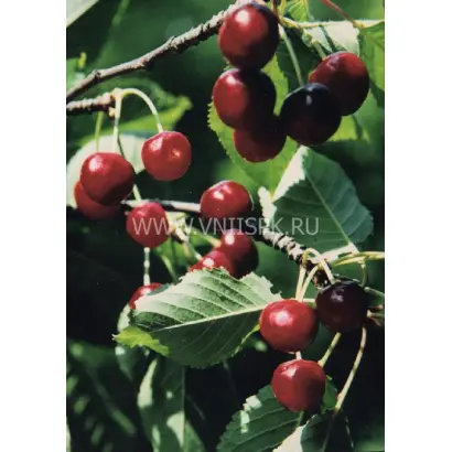 Слава Жукова