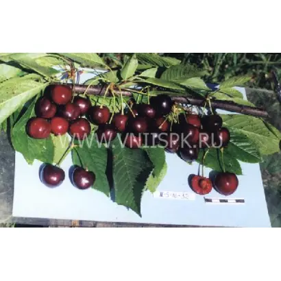 Утро Кубани