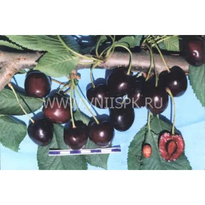 Французская чёрная