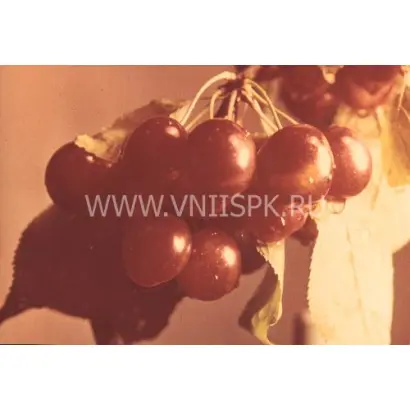 Этокская красавица