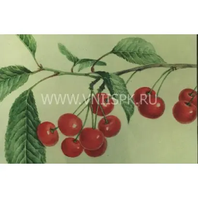 Аморель Никифорова