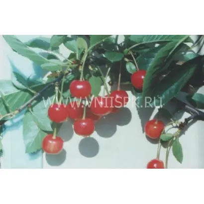 Аморель розовая