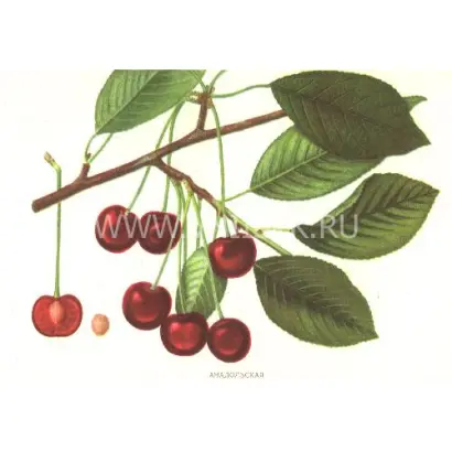 Анадольская