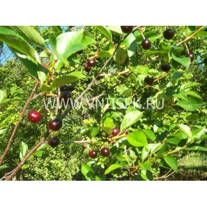 Антрацитовая