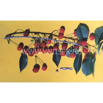 Булатниковская