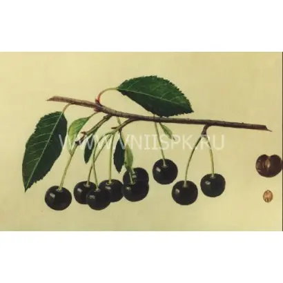 Владимирская