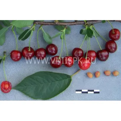 Волочаевка