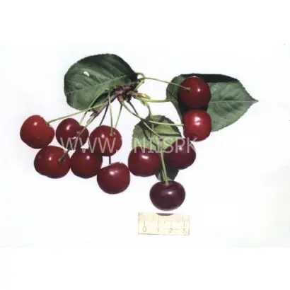 Гриот мелитопольский