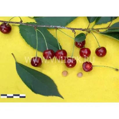 Гриот московский