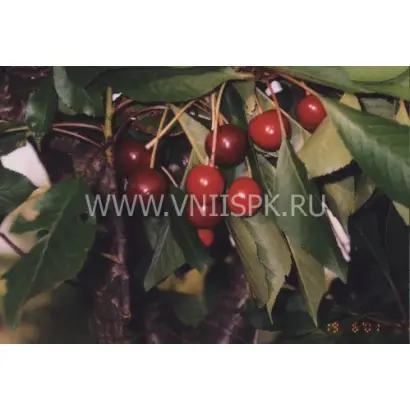 Гриот Остгеймский