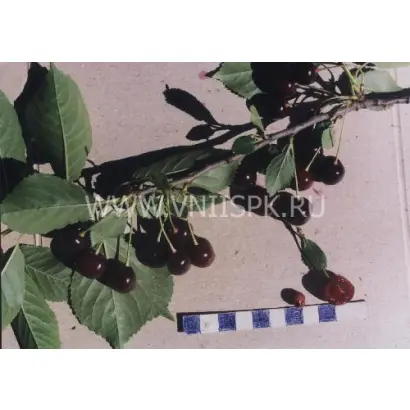 Десертная волжская