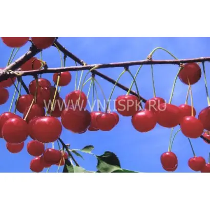 Десертная Морозовой