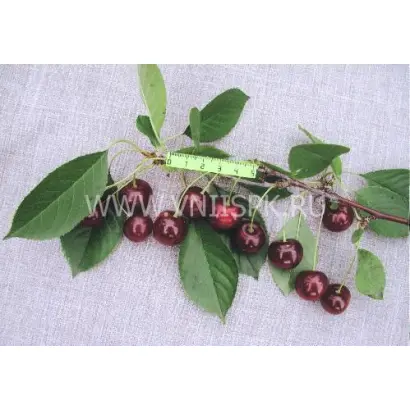 Десертная Тихоновой