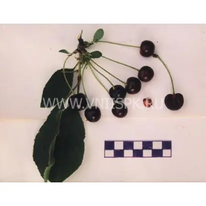 Дубовская крупноплодная