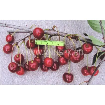 Жердевская красавица