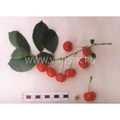 Заря Татарии