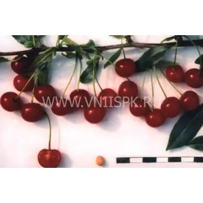 Изобильная