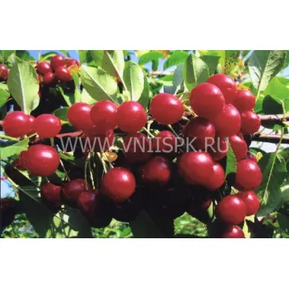 Калитвянка