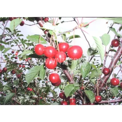 Комсомольская