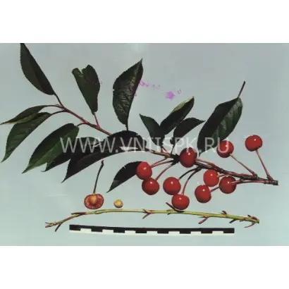 Конкурентка