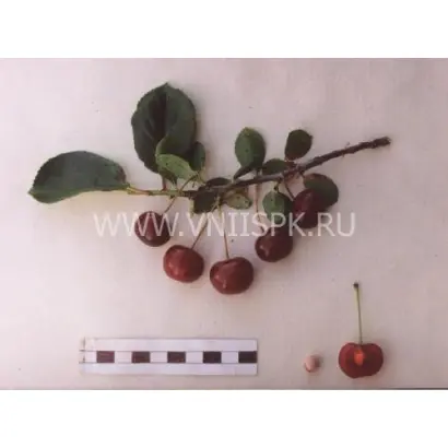 Краса Татарии