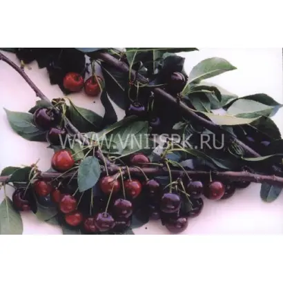 Краснодарская сладкая