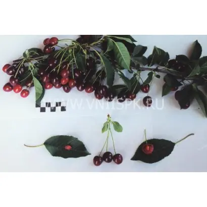 Лебедянская