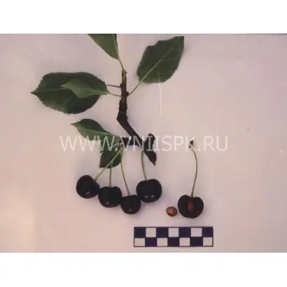 Лозновская