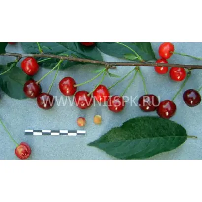 Молодёжная